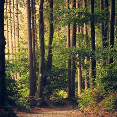 炸金花游戏手机app下载